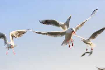 The black-headed Gull are   flying in the sky