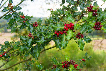 Branches of holly