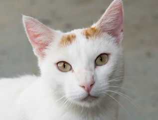  white cat with the green eyes