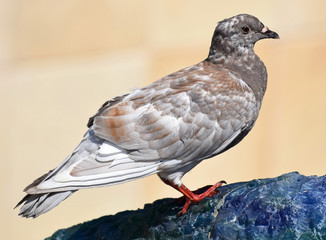 Dove at the fountain