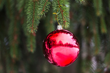 red christmas ball on fir tree branch with snow