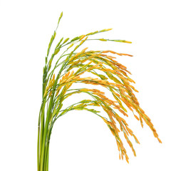 ear of paddy, ears of Thai jasmine rice isolated on white backgr