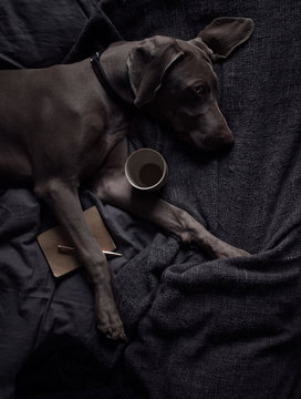 Weimaraner dog with cup, book and pen on bed at home