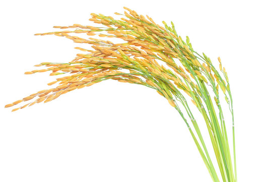 ear of paddy, ears of Thai jasmine rice isolated on white backgr