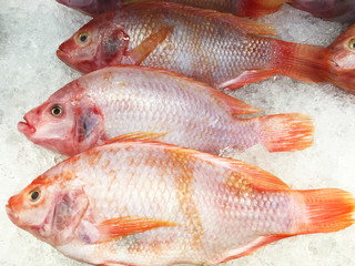 Tilapia on Ice For Sale at the Market