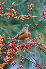 Robin Perched with Berries