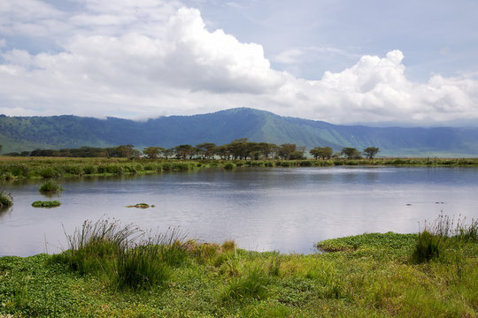 Beauty of nature near Lake Manyara with hippos in valley of Ngorongoro Crater Conservation Area, Tanzania. East Africa