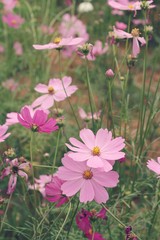 Cosmos flowers at beautiful in the garden.