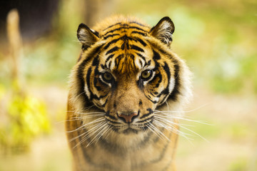 Bengal tiger in captivity at the zoo