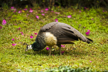 beautiful peacock at the zoo