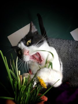 black and white cat and grass