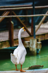 Portrait of a white wild goose. The goose spread its wings on th