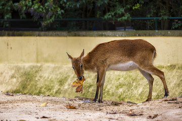 beautiful Roe deer in zoo