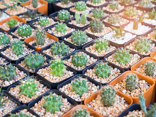 Cactus small in pots