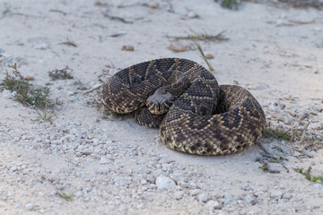 Eastern Diamondback Rattlesnake