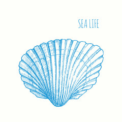 Seashell. Vector hand drawn graphic illustration. Vintage beach marine seashell sketch