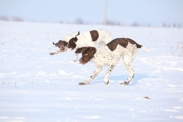 French Pointing Dogs playing in snow