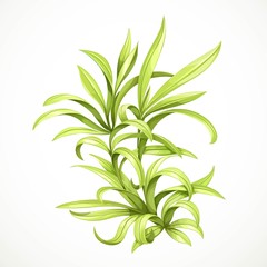 Marine green algae sea life object isolated on white background