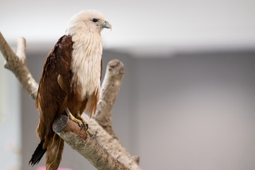 Close up of Brahminy kite or Red-backed sea-eagle