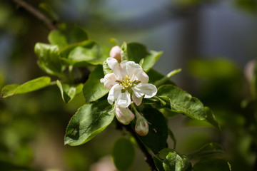 Beautiful fresh apple tree blossoms on a natural background.