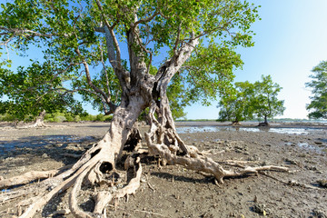 sonneratia caseolaris, also known as mangrove apple or crabapple