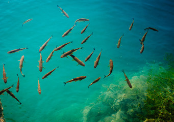Fototapeta na wymiar Fish in the lake
