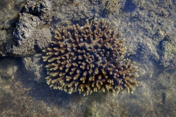 Naklejka na ściany i meble Staghorn Coral after low tide at Bakanyai, Satun province, Thail