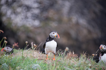 Fototapeta premium Puffin