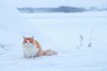 Ginger cat on snow background
