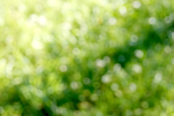 Obraz premium spring background