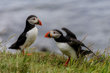 Puffin
