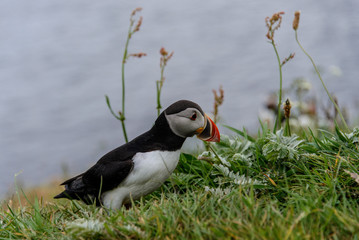 Puffin