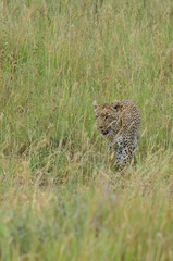 Fototapeta na wymiar leopars walking in the bushes in Serengeti National Park in Tanzania Africa 