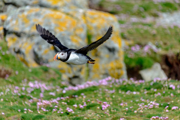Puffin