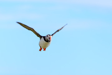 Puffin
