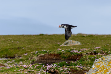 Fototapeta premium Puffin