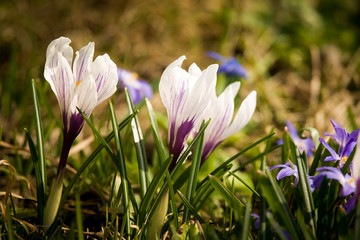 Beautiful white crocus flowers on a natural background in spring
