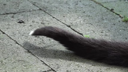 Cat tail on stones