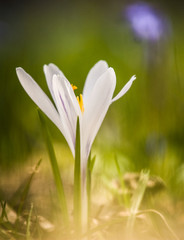 Beautiful white crocus flowers on a natural background in spring