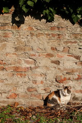 Multicolored cat in front of a brick wall