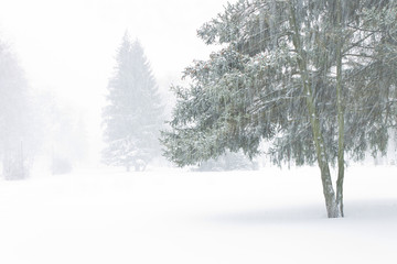 View with spruces through a veil snowstorm