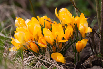 Beautiful orange crocus flowers on a natural background in spring