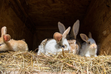 Many young sweet bunnies in a shed. A group of small colorful rabbits family feed on barn yard. Easter symbol