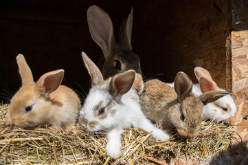Fototapeta premium Many young sweet bunnies in a shed. A group of small colorful rabbits family feed on barn yard. Easter symbol