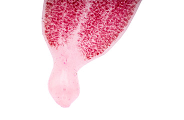 Pricea multae,Monogenea (parasite) under microscope view.