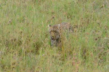 leopars walking in the bushes in Serengeti National Park in Tanzania Africa 