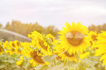 Sunflower wearing sunglasses in the field - Soft focus flowers, Background, Wallpaper