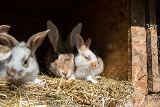 Many young sweet bunnies in a shed. A group of small colorful rabbits family feed on barn yard. Easter symbol