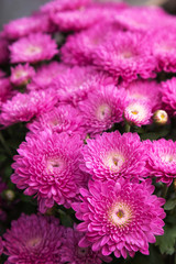 beautiful pink chrysanthemum flowers in flower shop, selective focus.