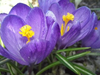 Crocus buds.